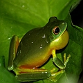 Orange-thighed Treefrog (Litoria xanthomera)<br />Canon 7D + EF70-200 F4L IS + Speedlite 580EXII 